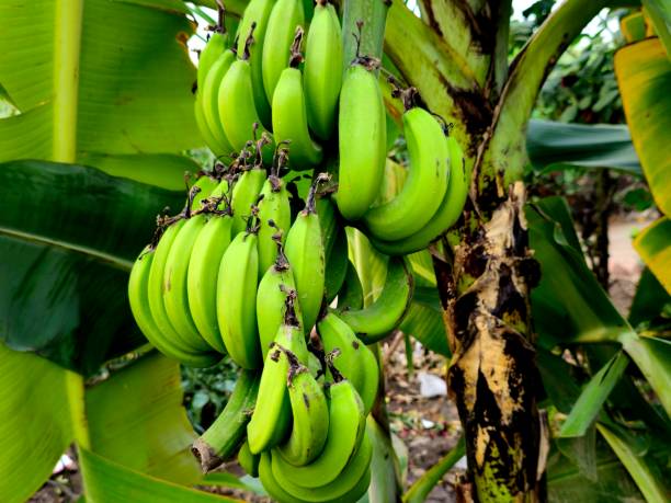 istock Banana tree, an elongated, edible fruit, botanically a berry, produced by several kinds of large treelike herbaceous flowering plants in the genus Musa 2203285151