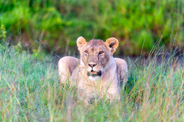 istock Female Lion In Tall Grass 2203285247