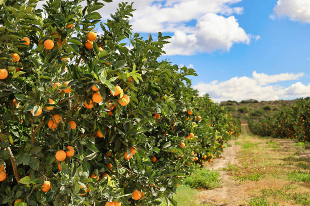 istock rows of orange trees with ripe fruits on the branches 2203285422