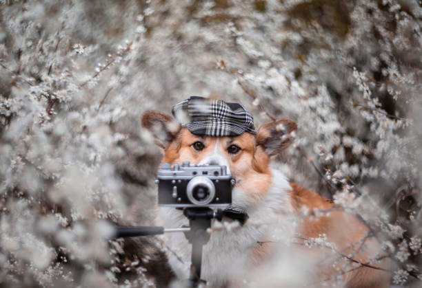 istock coorgi dog with camera sitting in blooming spring garden 2203285436
