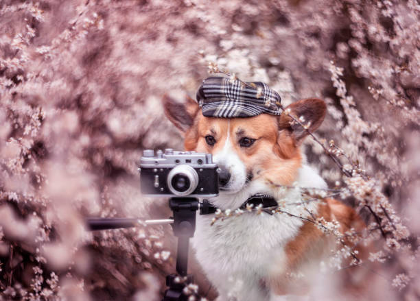 istock coorgi dog with camera sitting in blooming rose spring garden 2203285438