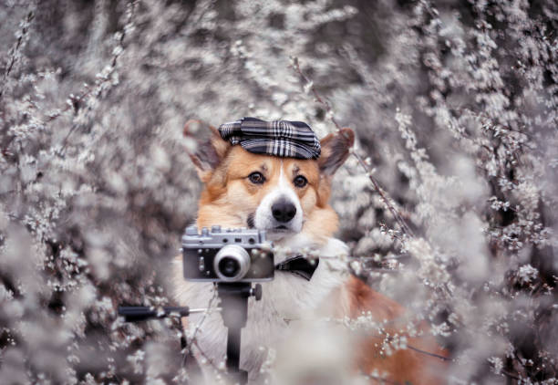 istock coorgi dog with camera sitting in blooming spring garden 2203285453