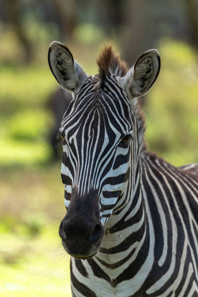 istock Close-Up Of A Zebra 2203286450