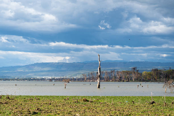 istock Lake Naivasha Kenya 2203286579
