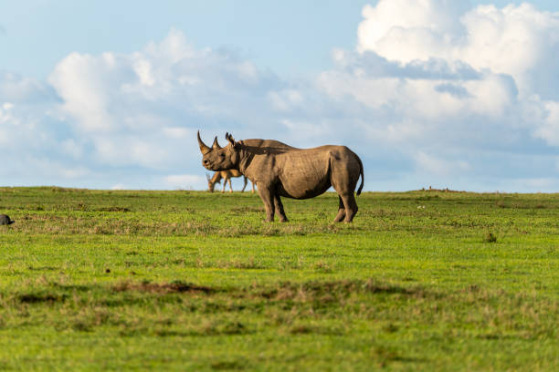 istock Solitary Black Rhino 2203286662