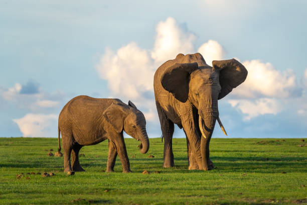istock Mother and Baby Elephant 2203286730