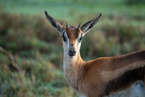 istock Thomson's Gazelle Portrait 2203286767