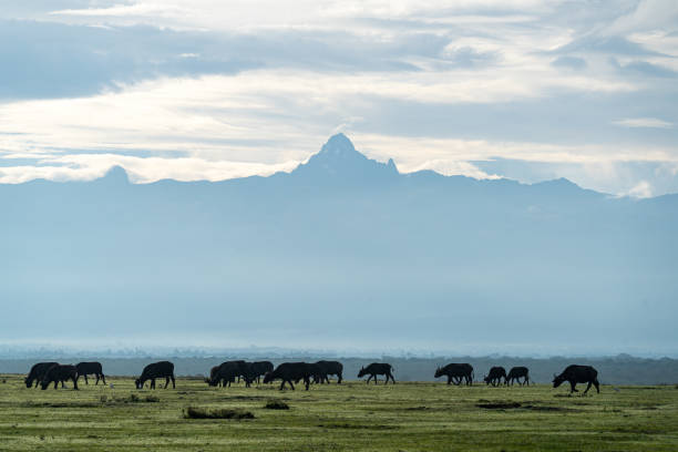 istock Buffalo In-Front Of Mount Kenya 2203286864