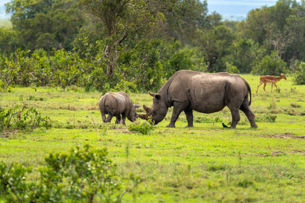 istock Mother and Baby Rhino 2203286888