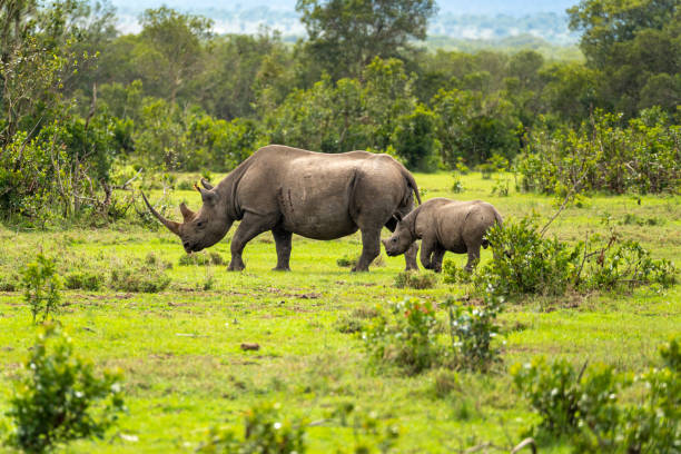 istock Mother and Baby Rhino 2203286893
