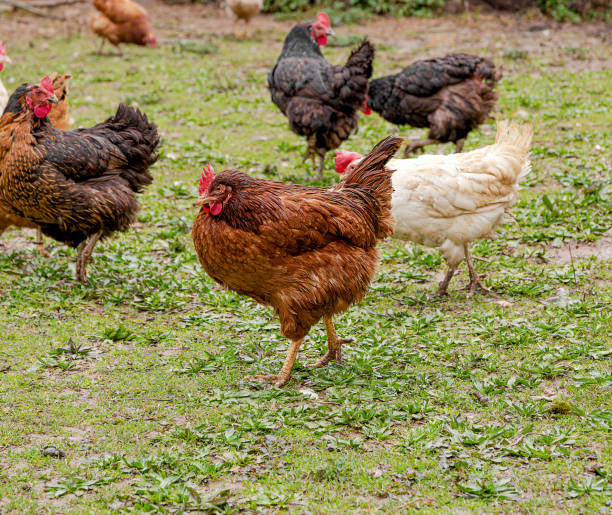 istock Group of chickens outdoors on a poultry farm. 2203287587