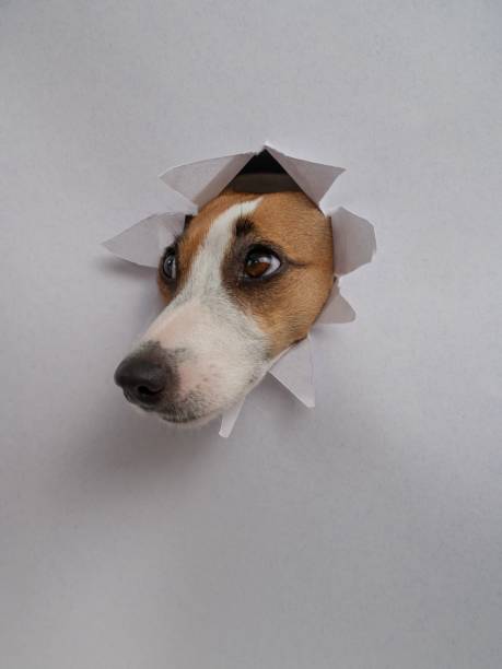 A funny Jack Russell Terrier dog sticks out from a light gray cardboard background. Vertical photo