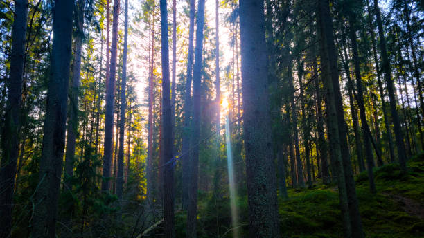 istock 