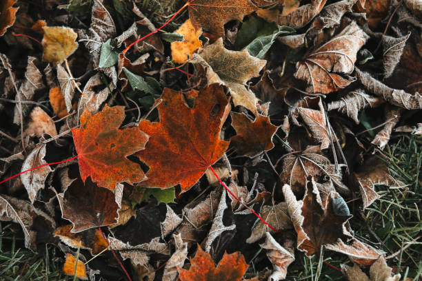 A high angle shot of a maple leaves in frosted grass. Shot with a Canon 5D Mark iv.