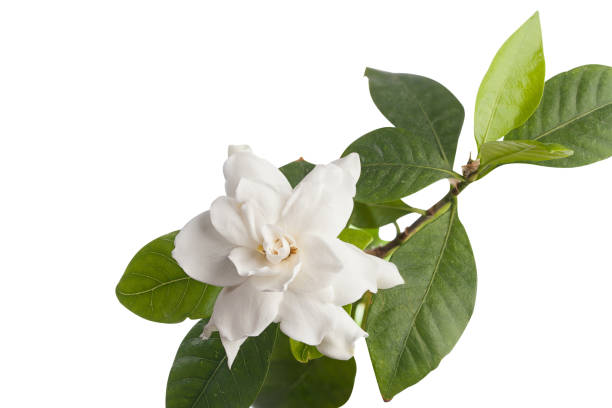 istock beautiful white flower gardenia on  White background 2203290565