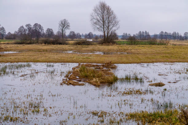 istock flooded meadows in spring. heavy rainfall flooding fields and meadows in the countryside. 2203290680