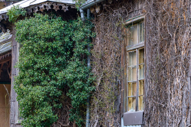old building covered with tree bark with windows. building overgrown with huge ivy