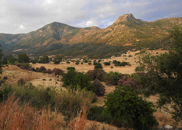 This is the countryside in south region of Sardinia, just inland of Costa Rei.  The dry summer climate allows for colorful shrubs and straw-like grass.  In the background are the Sulcis Mountains.  This picture was taken later in the afternoon, which gave the arid area warmer tones.  A short hike from the roadside allowed for a more open scene of the meadow.