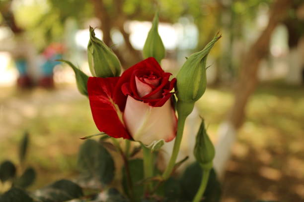 Blossom Flower Of The Spring. High quality photo