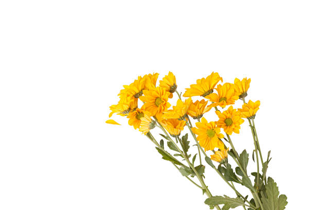 istock A vibrant yellow daisy branch with delicate petals, green centers, set against a white background. The flowers symbolize longevity and happiness, radiating warmth and natural beauty. 2203293143