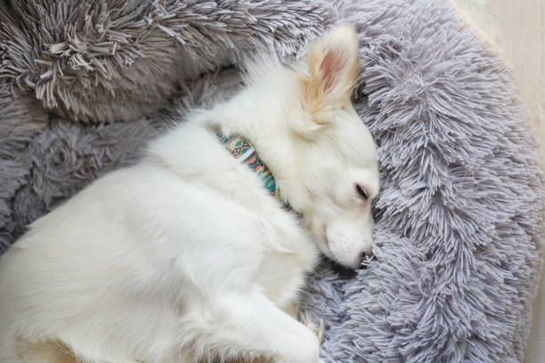 istock Small white dog sleeping on fluffy white rug. Top view 2203294361