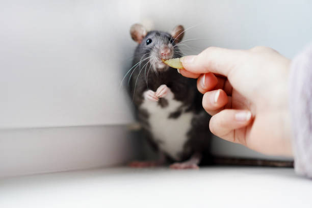 Feeding a rat from hands with a piece of apple