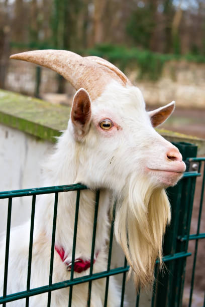 istock White Goat with Long Horns Behind a Fence 2203295377