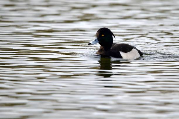 istock male drake tufted duck swimming in water 2203295779
