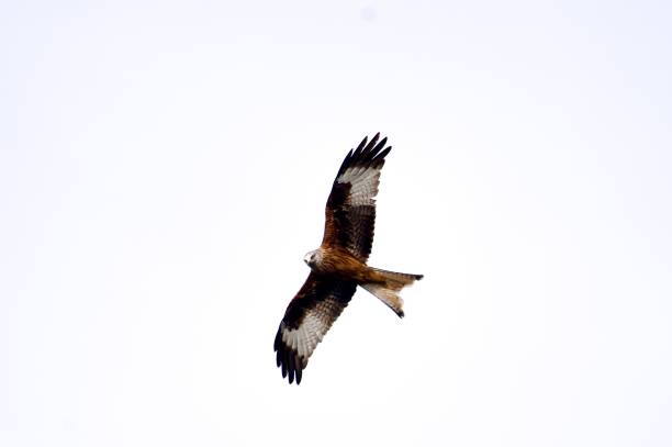 The red kite (Milvus milvus) is a medium-large bird of prey in the family Accipitridae