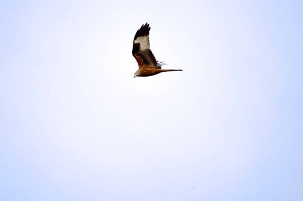 Red kite bird of prey circling up in the sky on a sunny late winter day near the Swiss Airport Zürich Kloten. Photo taken March 4th, 2025, Zurich Opfikon, Switzerland.