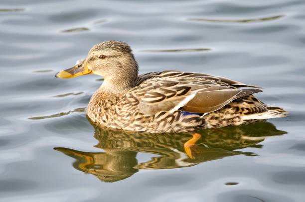 istock female mallard brown duck in water 2203295813
