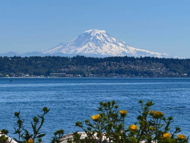 Pacific Northwest Snowy Mount Rainier coastal flowery view