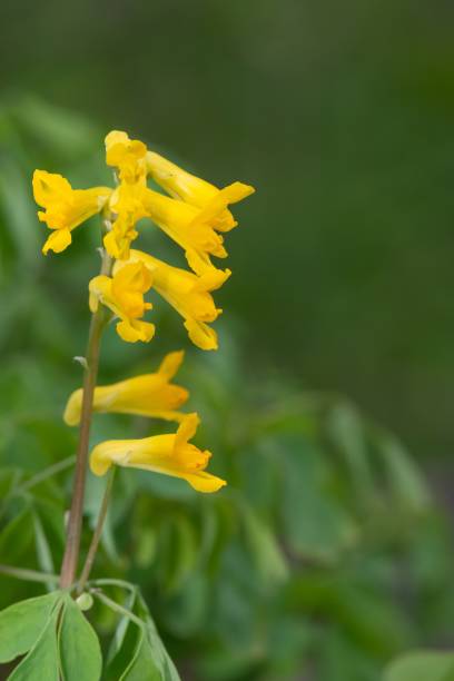 Yellow corydalis (pseudofumaria lutea) flowers Macro shot of yellow corydalis (pseudofumaria lutea) flowers in bloom corydalis lutea stock pictures, royalty-free photos & images