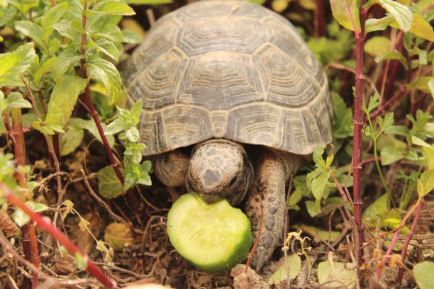 istock Three-leg Turtle Having Lunch In The Garden 2203298911
