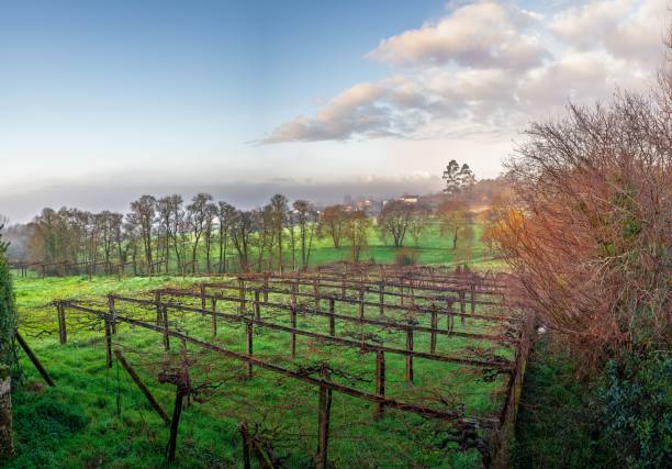 istock Panoramic view of a misty vineyard in Galicia, Spain 2203300625
