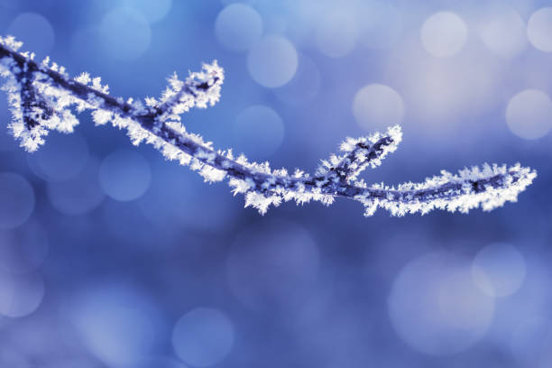 Back lit frozen branch covered by white crystals of rime ice on a defocused background with beautiful bokeh lights. Space for copy.