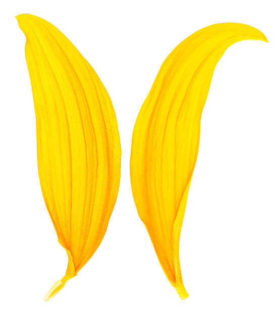 istock Two sunflower petal isolated on a white background. Yellow petals. 2203302748