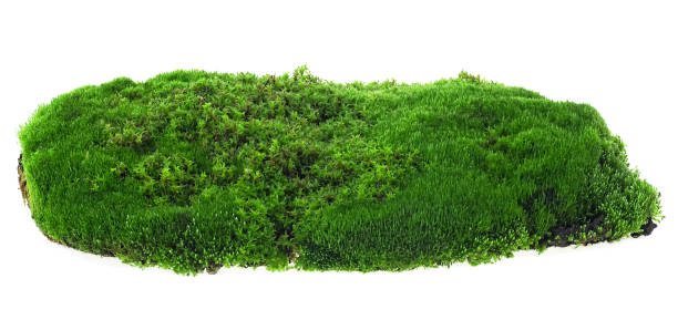 istock Wet green moss isolated on a white background. Fresh forest moss. 2203302778