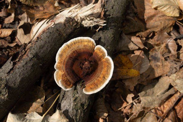 Trametes versicolor mushroom on trunk in forest