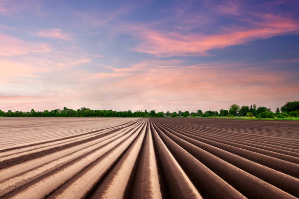 Sunset on agricultural field with plowed even rows for growing potatoes. Dramatic sky on sunset time in early spring. Landscape photography