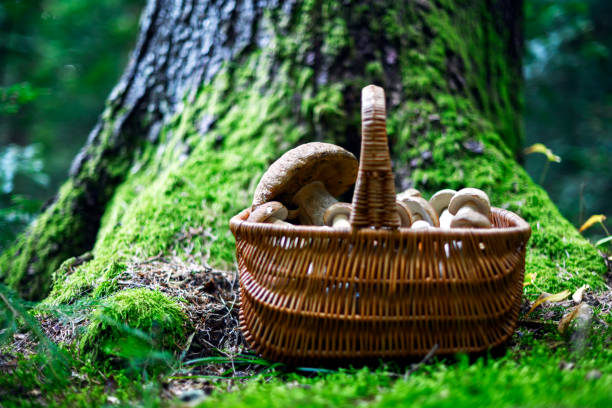 Harvested white mushrooms in a woven basket beside a green moss-covered pine tree. Porcini mushroom picking in the forest