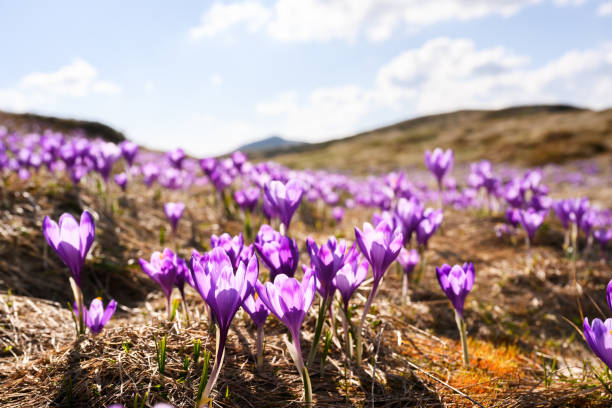 Crocus flowers blossoming in sunny day in spring mountains. Landscape photography