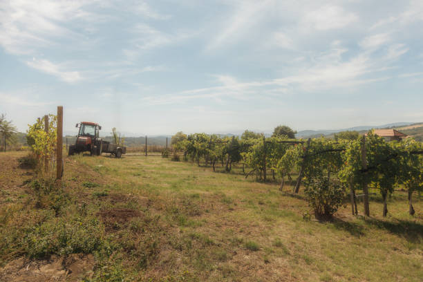 istock The image depicts a picturesque vineyard landscape. 2203307534