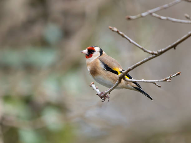 istock Goldfinch, Carduelis carduelis 2203308866
