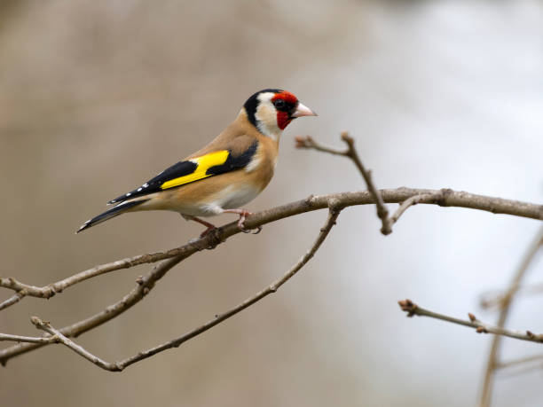 istock Goldfinch, Carduelis carduelis 2203308874