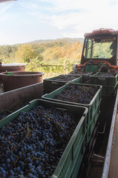 istock depicts the grape harvest at a vineyard. 2203308932