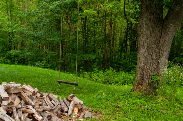 A rope swing hanging from a tree with a forest in the background and a pile of cut wood in the foreground. Capturing a serene and natural moment in a secluded outdoor setting.