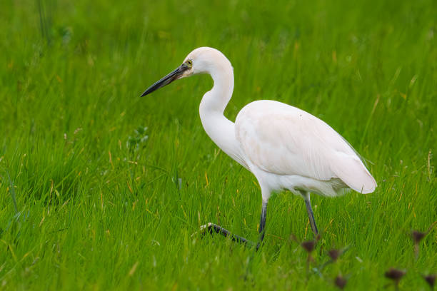 istock Elegant white egret gracefully walking through vibrant green grass. 2203310033