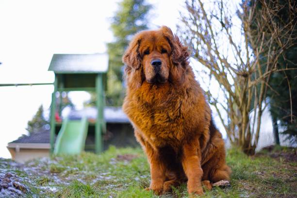 istock A regal red Tibetan Mastiff surveys its territory, winter coat thick and full, standing on frosty green grass. 2203310172