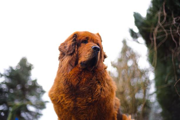 istock A regal red Tibetan Mastiff surveys its territory, winter coat thick and full, standing on frosty green grass. 2203310346